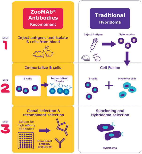 Infographic comparing traditional hybridoma technology with ZooMAb® technology. The left side outlines ZooMAb® technology, detailing steps to isolate B cells from blood, immortalize them, and perform clonal selection for high affinity antibodies, emphasizing its robust and recombinant nature with multiple species potential. The right side illustrates the traditional method, showing steps to inject an antigen, isolate splenocytes, fuse B cells with myeloma cells, and select hybridomas, highlighting limited species use.