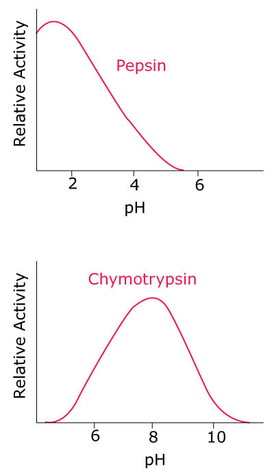 Effect of pH on Enzyme Activity Effect of pH on the activity of different enzymes that are active in different organs including pepsin in the stomach and chymotrypsin in the intestines.