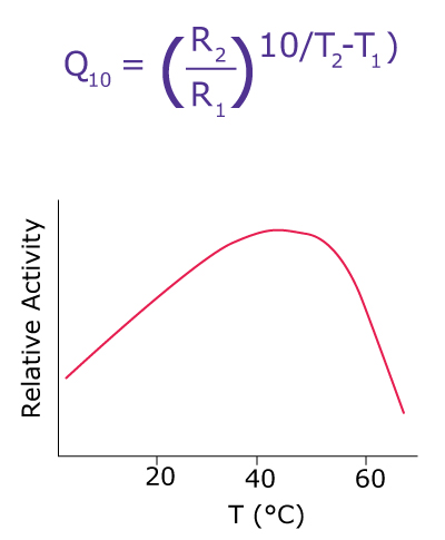 Effects of Temperature Changes on Enzyme Activity A graph showing the effect of temperature changes on the relative activity of an enzyme.
