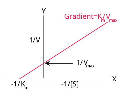 An example of a typical Lineweaver-Burk plot. Upward sloping straight line starting at -1 divided by Km passing through the Y axis at 1 divided by Vmax with a gradient of Km divided by Vmax. The y axis represents 1 divided by V and the x axis represents -1 divided by the concentration of S.