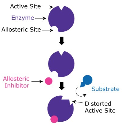 Allosteric Inhibition A diagram showing allosteric inhibition including how the allosteric inhibitor binds to a site other than the active site of the enzyme to distort the active site and stop the substrate from binding.