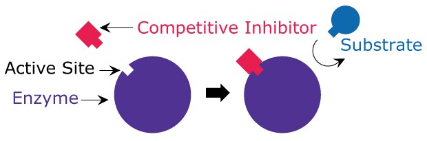 Competitive Inhibition A simple model showing how the competitive inhibitor binds to the active site of the enzyme and blocks the substrate from binding.