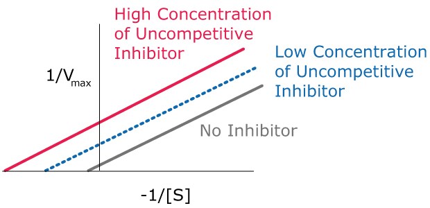 Uncompetitive Inhibition Kinetics Lineweaver-Burk plots showing the kinetics of uncompetitive inhibition, including how the lines are parallel and just shifted over for high concentration of uncompetitive inhibitor, low concentration of uncompetitive inhibitor, and no inhibitor.