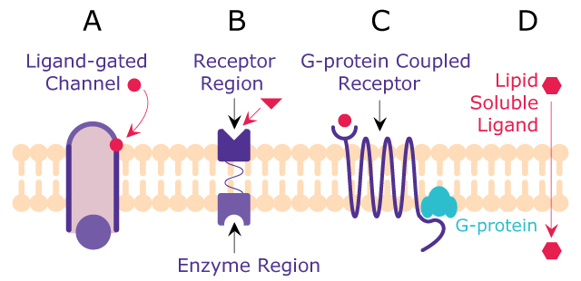Transmembrane Signaling Mechanisms Four common transmembrane signaling mechanisms including ligand-gated channels, transmembrane receptor proteins with built-in enzyme activity, transmembrane receptor proteins that stimulate GTP-binding proteins such as G-protein coupled receptors, and lipid soluble ligands that can easily cross the membrane.