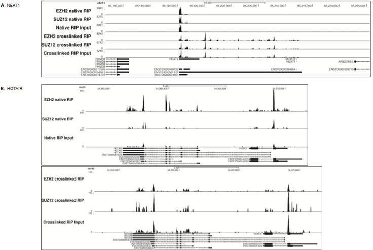 RIP-Seq analysis was performed RIP-Seq analysis was performed