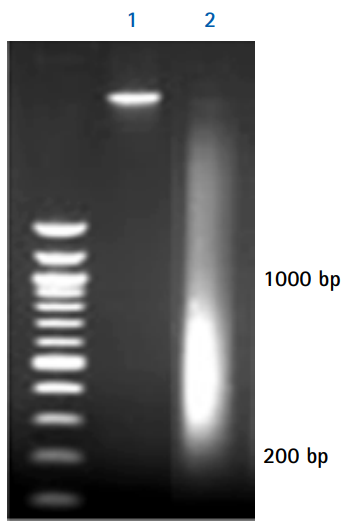 Agarose gel electrophoresis analysis of purified DNA fragments Agarose gel electrophoresis analysis of purified DNA fragments