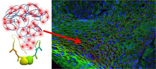 Duolink PLA Applications Protein Localization