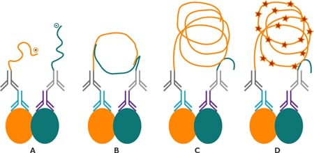 In situ PLA® – Application Example PLA反应示意图