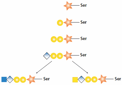 Biosynthesis of heparan and chondroitin chains Biosynthesis of heparan and chondroitin chains