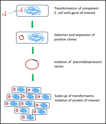 Bacterial protein expression system Bacterial protein expression system