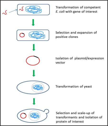 Yeast protein expression system Yeast protein expression system