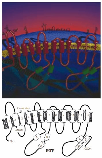 v6a1-figure-1 The bile salt export pump