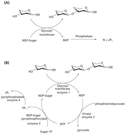 Methods for avoiding enzyme inhibition in glycosyltransferase-catalyzed synthesis Methods for avoiding enzyme inhibition in glycosyltransferase-catalyzed synthesis