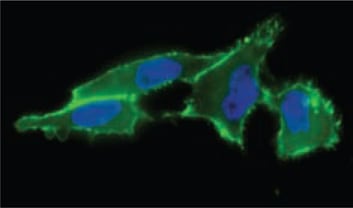 细胞表面唾液酸呈递 细胞表面唾液酸呈递