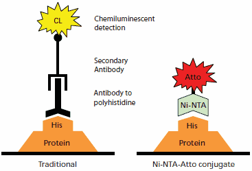 传统抗体化学发光免疫检测(左)与 Ni-NTA-Atto 结合物检测(右)的蛋白检测比较。 传统抗体化学发光免疫检测(左)与 Ni-NTA-Atto 结合物检测(右)的蛋白检测比较。