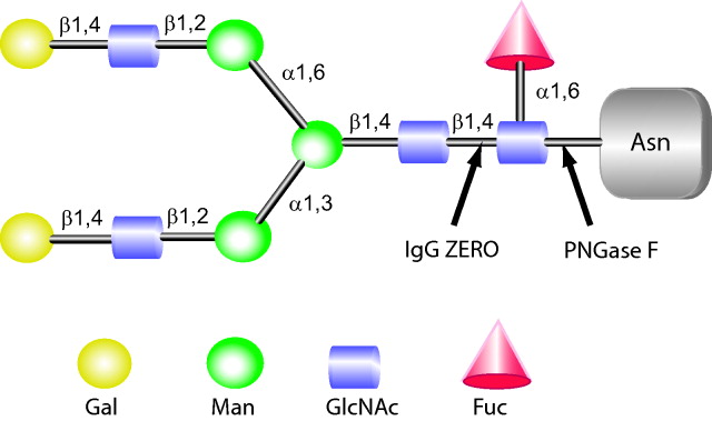 genovis-ig-gzero-specificity IgGZERO和PNGase F 的切割位点