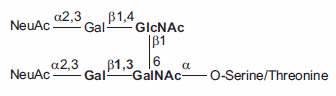 O-linked Core-2 Hexasaccharide.