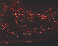 PKH26-Labeled Young Migrating Neurons
