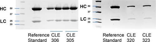 SDS-PAGE denaturing gel of purified recombinant IgG. SDS-PAGE denaturing gel of purified recombinant IgG.