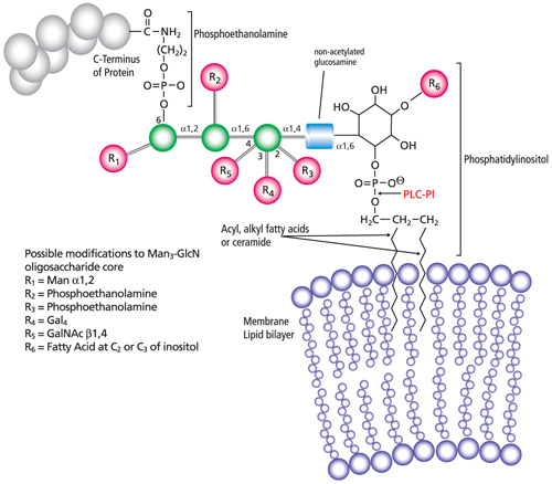 General structure of GPI anchored proteins