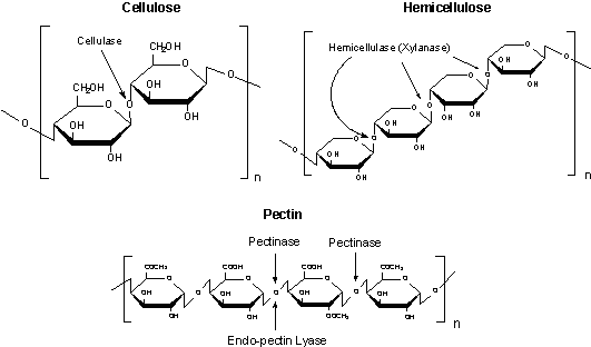 Cellulose, Hemicellulose and Pectin structures Cellulose, Hemicellulose and Pectin structures