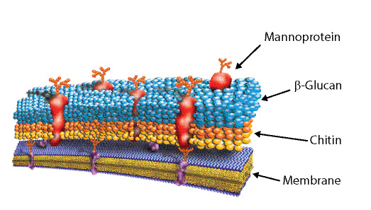 yeast cell wall yeast cell wall