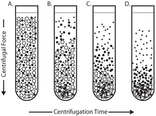 Differential Centrifugation Differential Centrifugation