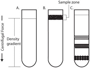 Centrifugation Rate-Zonal Centrifugation