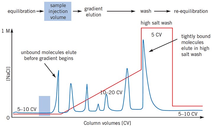 The ideal IEX separation: target proteins well resolved by gradient elution The ideal IEX separation: target proteins well resolved by gradient elution