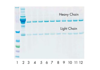 Agarose Beads for Immunoprecipitation and Antibody Purification Human IgG was purified 10 times from normal serum using a regenerated PROSEP-G spin column.