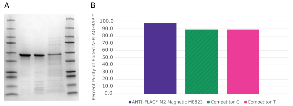 SDS-PAGE protein gel (A) and bar graph (B) showing the purity of eluted N-FLAG-BAP™ from P.pastoris lysates using magnetic ANTI-FLAG® resins versus competitors.