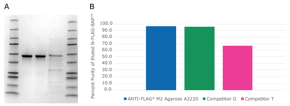 SDS-PAGE gel (A) and bar graph (B) showing the purity of eluted N-FLAG-BAP™ from P.pastoris lysates using non-magnetic ANTI-FLAG® resins versus competitors.