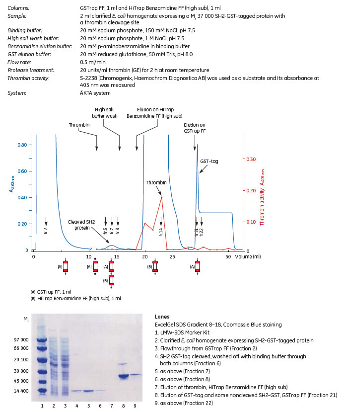 On-column cleavage of a GST-tagged protein and removal of thrombin after on-column cleavage, using GSTrap FF and HiTrap® Benzamidine FF (high sub). On-column cleavage of a GST-tagged protein and removal of thrombin after on-column cleavage, using GSTrap FF and HiTrap® Benzamidine FF (high sub).