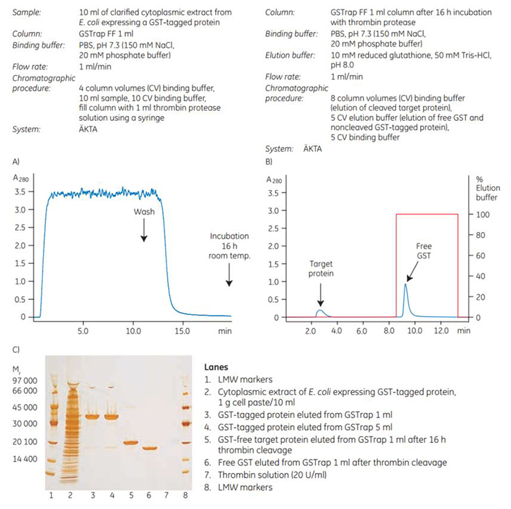 On-column thrombin cleavage of a GST-tagged protein On-column thrombin cleavage of a GST-tagged protein