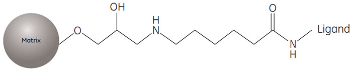 Partial structure of AVB Sepharose High Performance. Partial structure of AVB Sepharose High Performance.