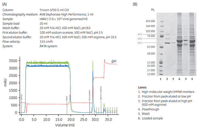Purification of rAAV on AVB Sepharose High Performance using low pH elution Purification of rAAV on AVB Sepharose High Performance using low pH elution