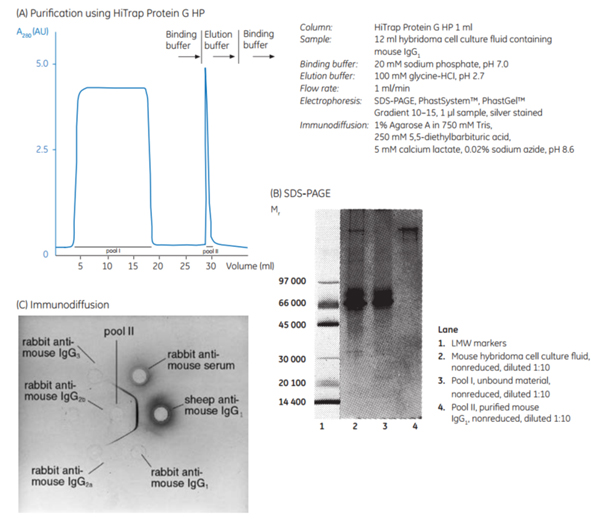 purification-using-hitrap-protein-g-hp Purification of mouse monoclonal IgG1