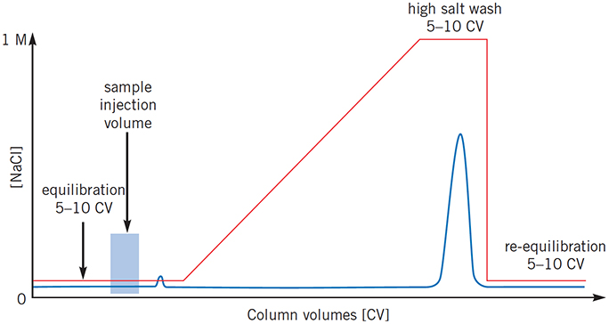 Sample still eluting when gradient begins Sample still eluting when gradient begins