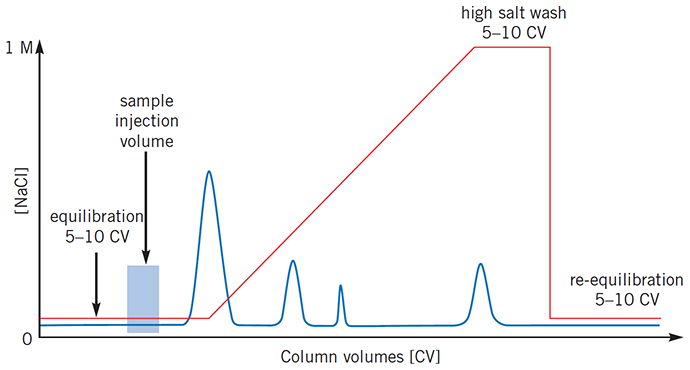 Sample still eluting when gradient begins Sample still eluting when gradient begins