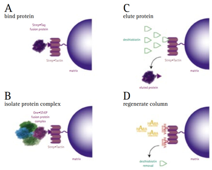 Schematic of Strep•Tag® II and One•STrEP™•Tag with Strep•Tactin® affinity purification and column regeneration. Schematic of Strep•Tag® II and One•STrEP™•Tag with Strep•Tactin® affinity purification and column regeneration.