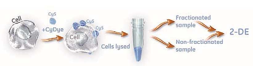 Cell-Surface Proteins Outline of a procedure for selective labeling of cell-surface proteins using CyDye DIGE Fluor minimal dyes.