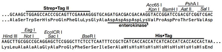Strep•Tag® II Ek MCS Strep•Tag® II Ek MCS