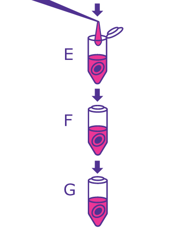 Last step of the In-Solution Deglycosylation workflow starting with adding reaction buffer and incubating followed by analysis (Mass Spec, PAGE, HPLC). Last step of the In-Solution Deglycosylation workflow starting with adding reaction buffer and incubating followed by analysis (Mass Spec, PAGE, HPLC).