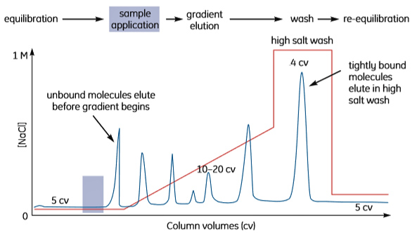 Typical IEX gradient elution