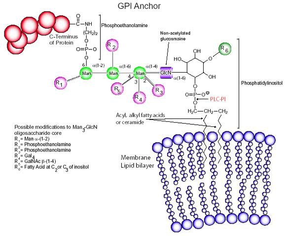 GPI-Anchor