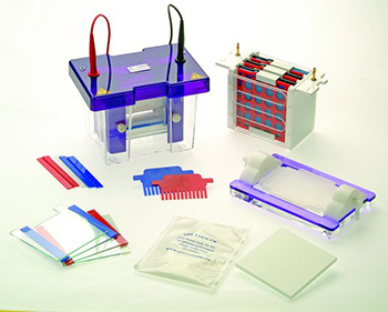 Introduction to Western Blotting Detection of Proteins Sigma-Aldrich Blotting and Vertical Electrophoresis System