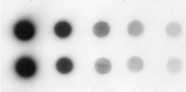 Detection of transferrin on a dot blot of human serum using Immobilon® Western Chemiluminescent HRP Substrate. Detection of transferrin on a dot blot of human serum using Immobilon® Western Chemiluminescent HRP Substrate.