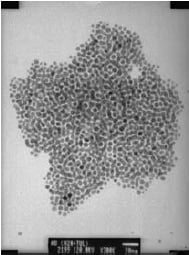 figure33 自组装金颗粒的TEM显微照片