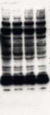 Western Blot Analysis of Immunoprecipitation (IP-Western) High background, leading to nonspecific bands on Western blot