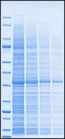 Gel electrophoresis with mPAGE™ Bis-Tris Precast Gels mPAGE® Precast Gel 35-minute run time